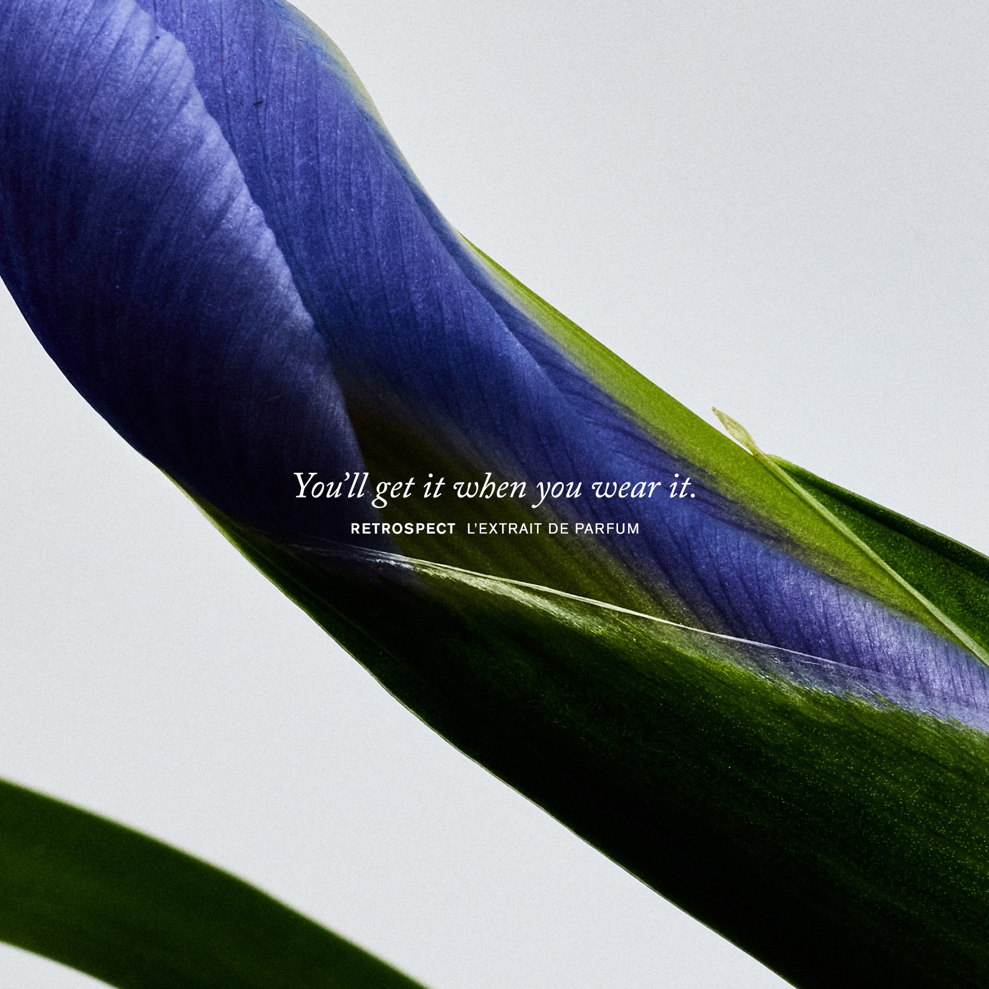 Master || You'll get it when you wear it