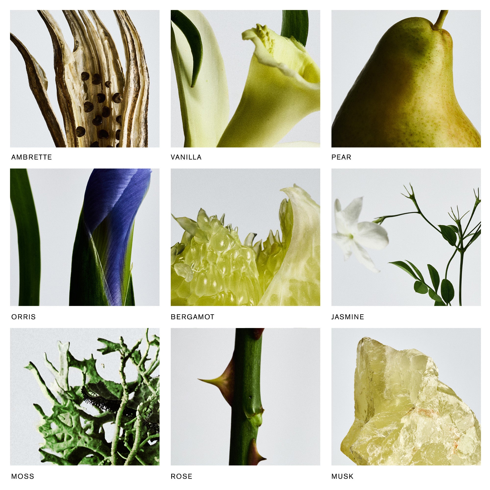 Master || Image of labeled notes Ambrette, Vanilla, Pear, Orris, Bergamot, Jasmine, Moss, Rose, Musk