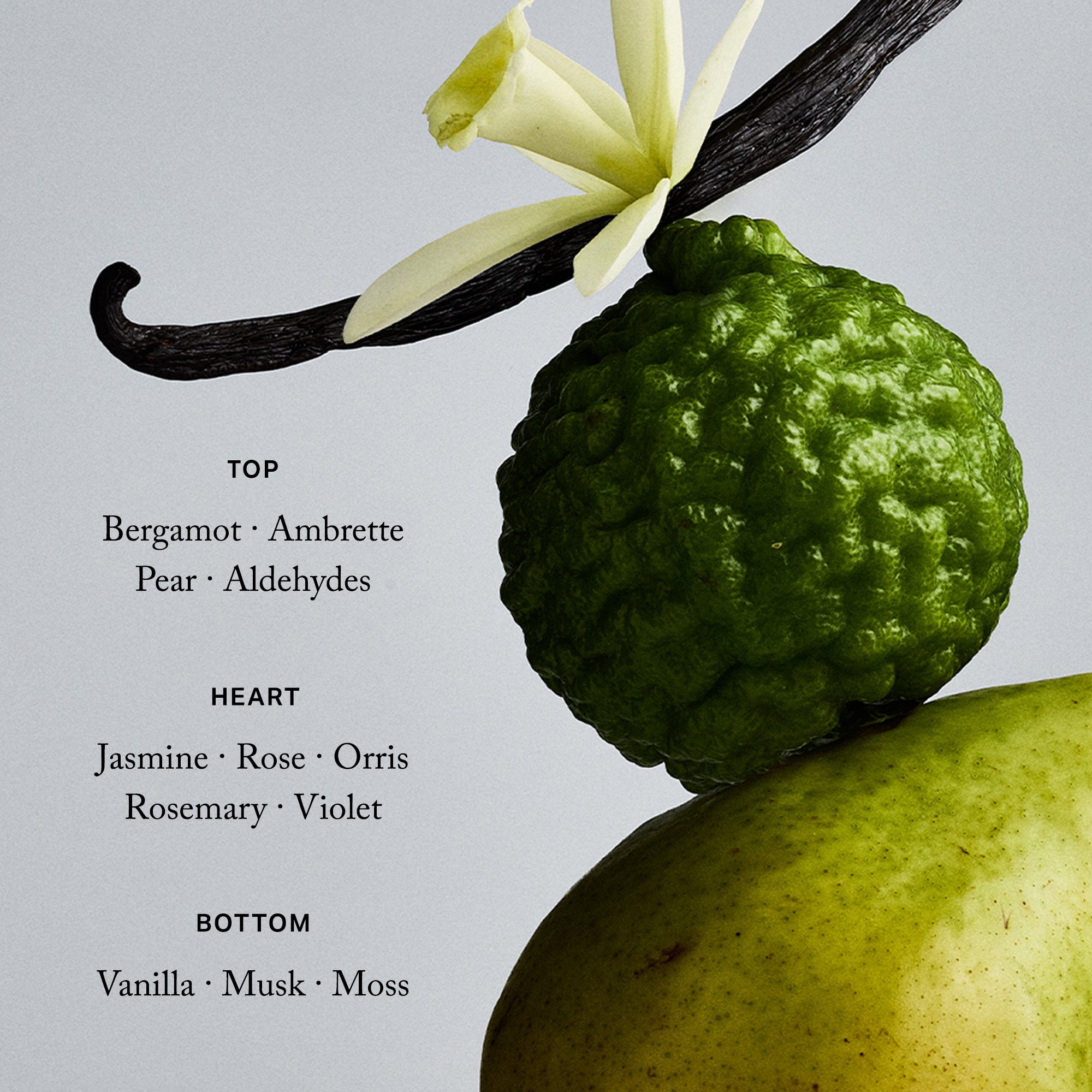 Master || Top: Bergamot, Ambrette, Pear, Aldehydes Heart: Jasmine, Rose, Orris, Rosemany, Violet Bottom: Vanilla,Musk,Moss